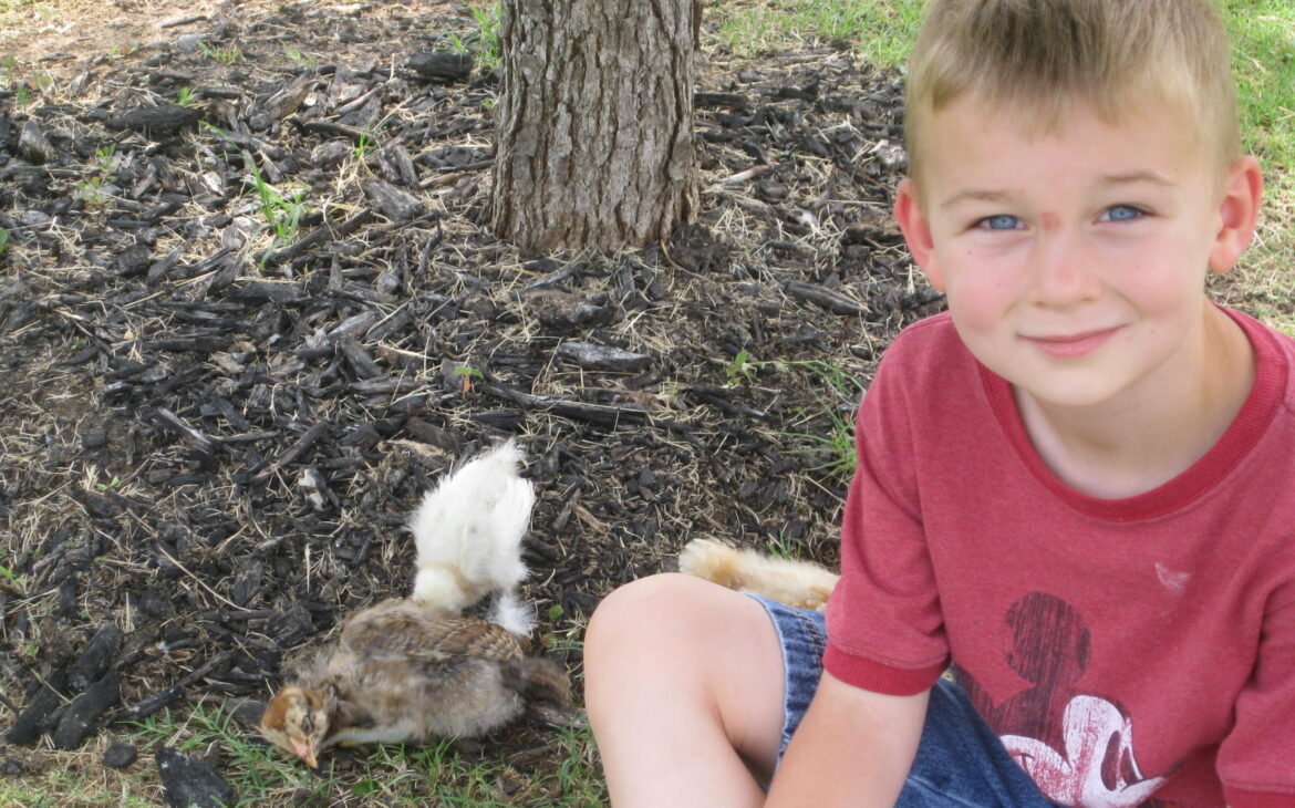 boy and baby chicks: reinventing life after 50